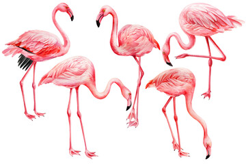 Set pink flamingos on white background. Watercolor flamingo illustration. Exotic birds