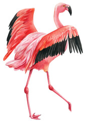 Pink flamingo on an isolated white background, watercolor illustration