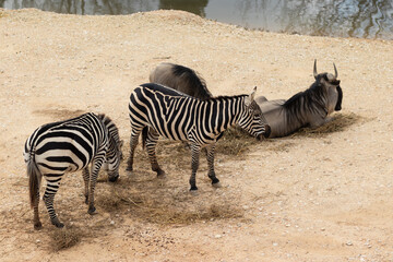 Zebras stand near Wildebeest against a backdrop of desert land, Jerusalem-Israel