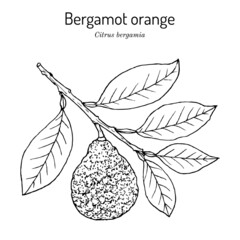 Bergamot orange Citrus bergamia . Vector illustration - obrazy, fototapety, plakaty