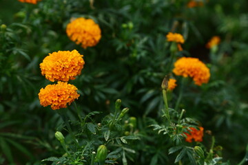 Marigold flower farming field in tropical landscape view.