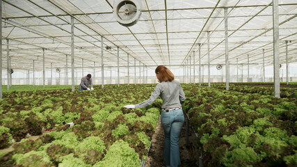 Agronomist businesswoman analyzing fresh organic salad working at vegetable production in hydroponics greenhouse plantation. Rancher woman developing healthy agronomy industry. Agricultural concept