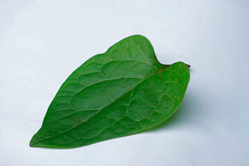 Ayurvedic leaf of Malabar spinac or mayalu, Basella alba for piles, Satara, Maharashtra, India