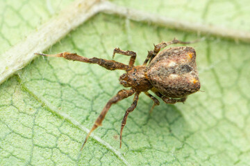 Criballate orb weaver spider, Uloboridae species, Satara, Maharashtra, India