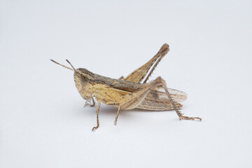Grey grasshopper in white background, Satara, Maharashtra, India
