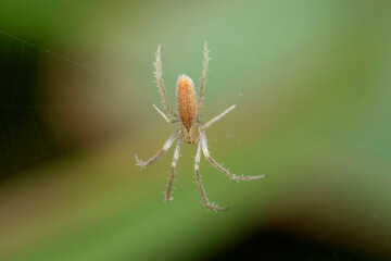 Indian rice spider, Larinia species, Satara, Maharashtra, India