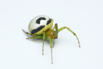 Kideney guarden spider, Araneus mitificus, Satara, Maharashtra, India