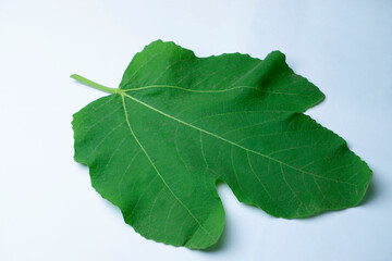 Leaf of fig tree, Ficus carica it leaves are used in traditional medicine to treat various ailments such as gastrointestinal, colic, indigestion, loss of appetite, and diarrheasatara maharashtra india