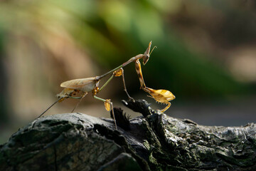 Indian wandering voilin mantis, Gongylus gongylodes, Satara, Maharashtra, India