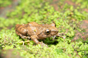 Raorchestes kakkayamensis. Kakkayam Shrub Frog Endemic to indian western ghats, Bamnoli Satara, Maharashtra, India