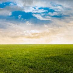 beautiful summer fields