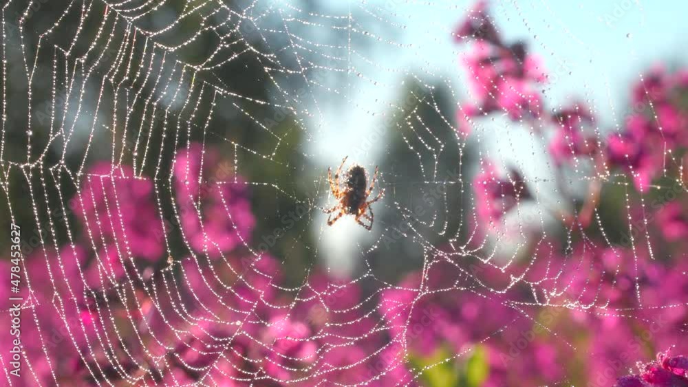 Poster spider in macro photography.creative. a spider sitting on a solar web and clinging to it with its sm