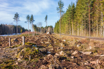 Logging by a road in the forest