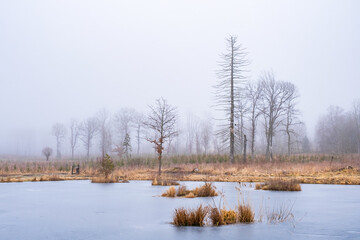 Winter fog by a frozen bog pond