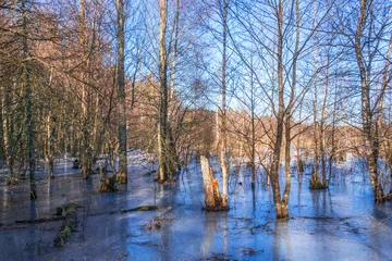 Foto auf Leinwand Waterlogged forest with ice in a wetland © Lars Johansson