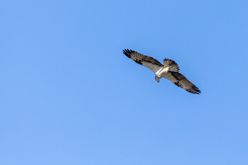 Flying Osprey at the sky
