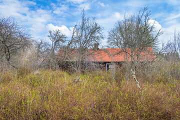 Overgrown garden in the spring by an old cottage