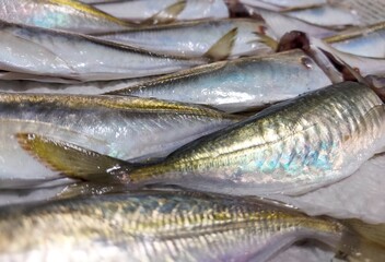 魚,アジ,調理工程,料理