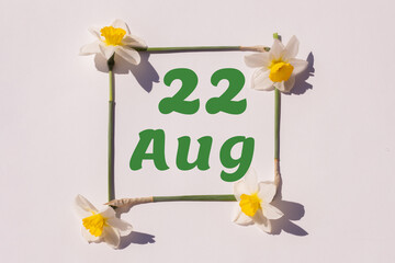 August 22th. Day 22 of month, calendar date. Frame from flowers of a narcissus on a light background, pattern. View from above. Summer month, day of the year concept.