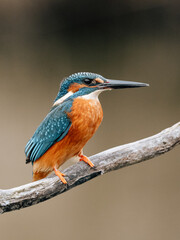 kingfisher on branch waiting for fishing