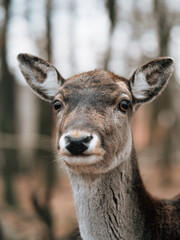 Fototapeta premium deer in the woods
