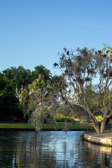 Little black shags (phalacrocorax sulcirostris) perched in nesting tree in the botanical gardens 