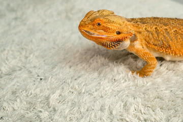 Process of feeding of bearded agama dragon with cockroach at home on carpet, he is eating insectand...