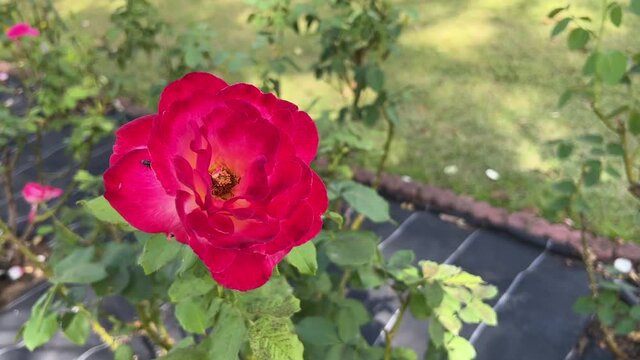 ダブルデライトの花