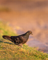 Rock pigeon in the morning sun with natural sandy beach background. Vertical format.