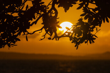 Fototapeta na wymiar Silhouette image of pohutukawa tree framing the rising sun above the sea, Auckland.