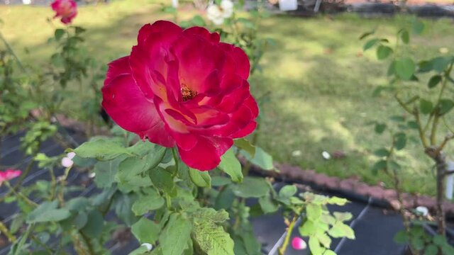 ダブルデライトの花