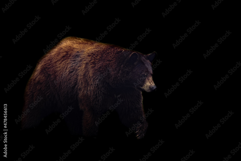 Wall mural Black bear with a black background