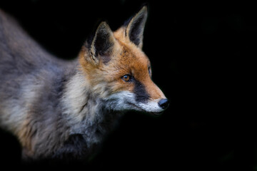 Fototapeta premium Red fox with a black background