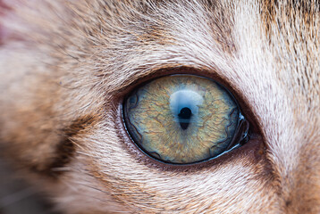 Cats eye © prasanth