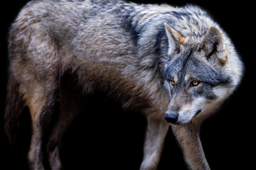 Obraz premium Grey wolf with a black background