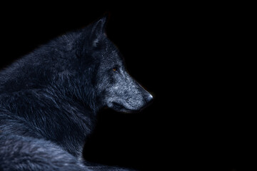 Black wolf with a black background