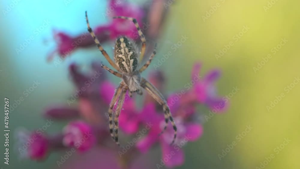 Poster macro view of a small spider with falling drops of summer rain. creative. spider insect on its web o