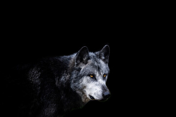 Black wolf with a black background