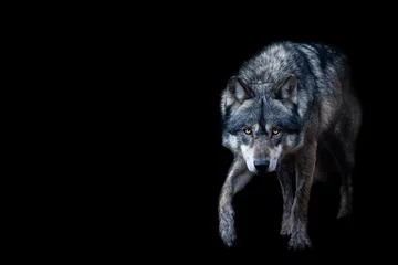 Gordijnen Grey wolf with a black background © AB Photography