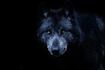 Foto auf Leinwand Schwarzer Wolf mit schwarzem Hintergrund © AB Photography