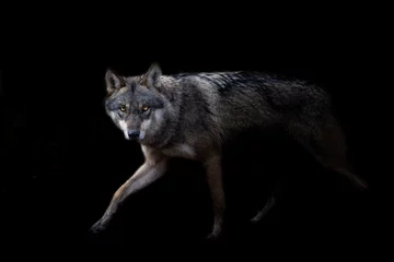 Foto auf Acrylglas Grey wolf with a black background © AB Photography