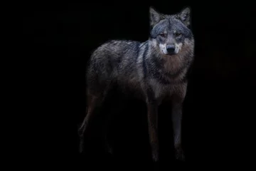 Wandcirkels aluminium Grey wolf with a black background © AB Photography