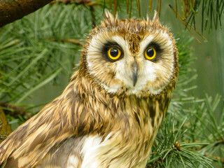 owl sitting on a green tree