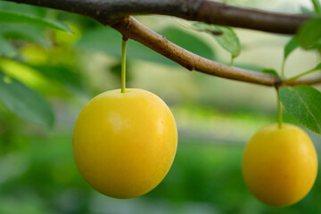Yellow plum hanging on a branch