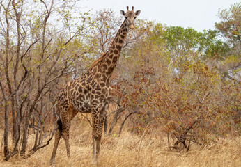 Giraffe female is standing with crossed legs.