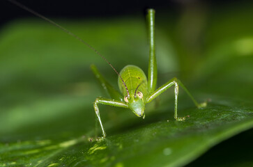 Insects -Beetle ,snail,grasshopper,dragon fly,frogs ,spiders,moth,caterpillars