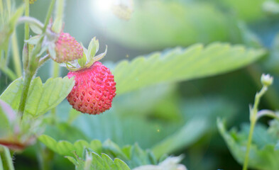 strawberry berry in the garden, fortified berry useful for a healthy diet