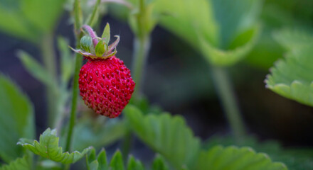 strawberry berry in the garden, fortified berry useful for a healthy diet