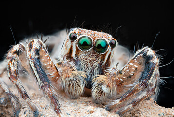 Insects -Beetle ,snail,grasshopper,dragon fly,frogs ,spiders,moth,caterpillars