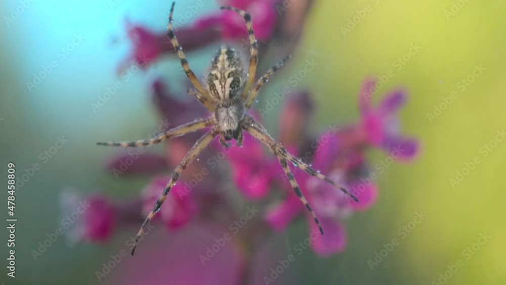 Poster an insect in the rain. creative . an interesting color spider sitting on a web with water droplets a